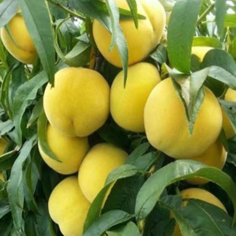 新品种83黄桃树苗嫁接苖