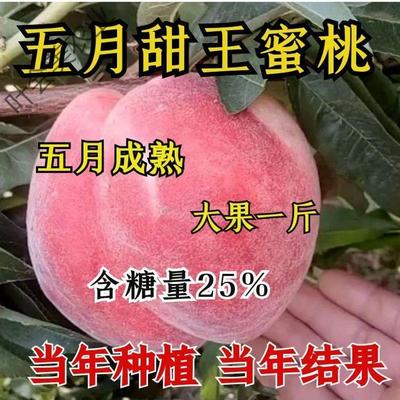 早熟甜桃王果树苗嫁接特大