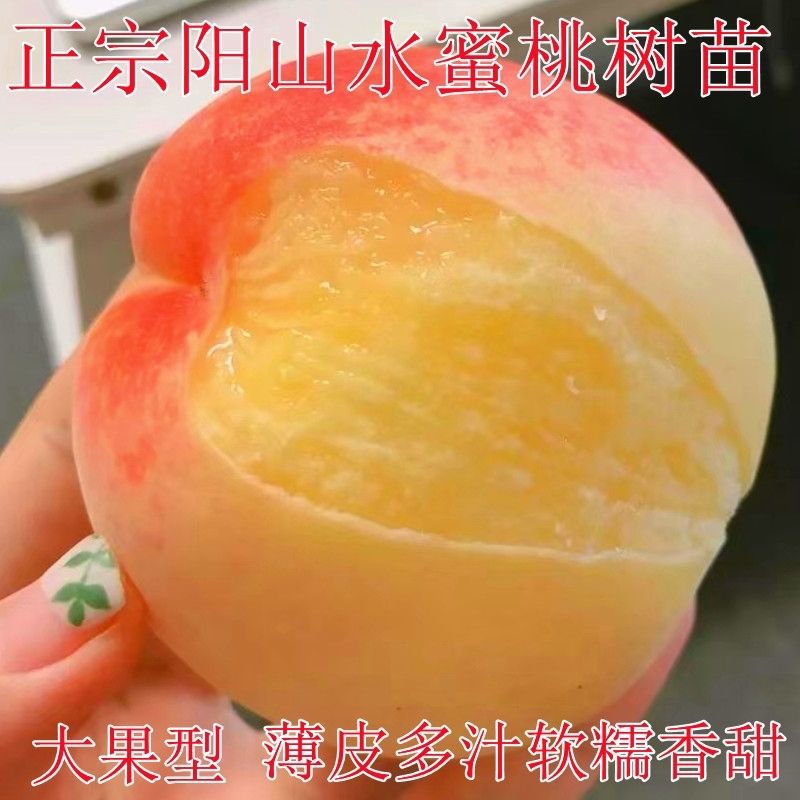 嫁接树苗正宗阳山水蜜桃树苗新品种特大嫁接苗南北方种植当年