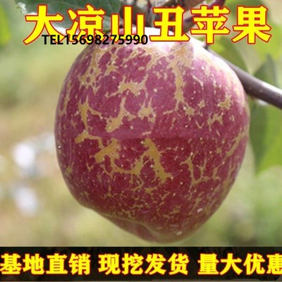 嫁接果树苗大凉山丑苹果冰糖心苹果树苗 四川苹果树苗南北方种植