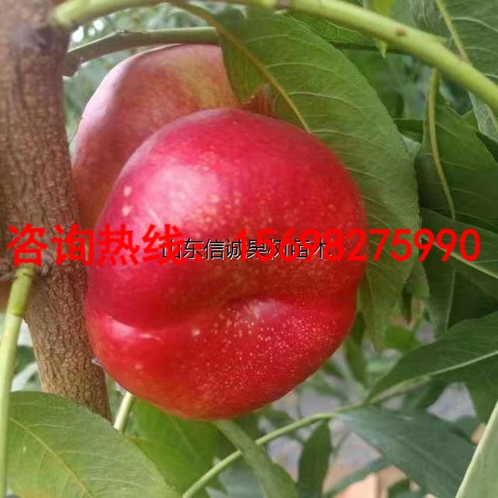 新品种红油蟠桃树苗嫁接