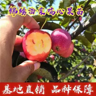 鸡心果苗锦绣香妃海棠苹果果树苗阳台南方北方四季盆栽各种水果苗