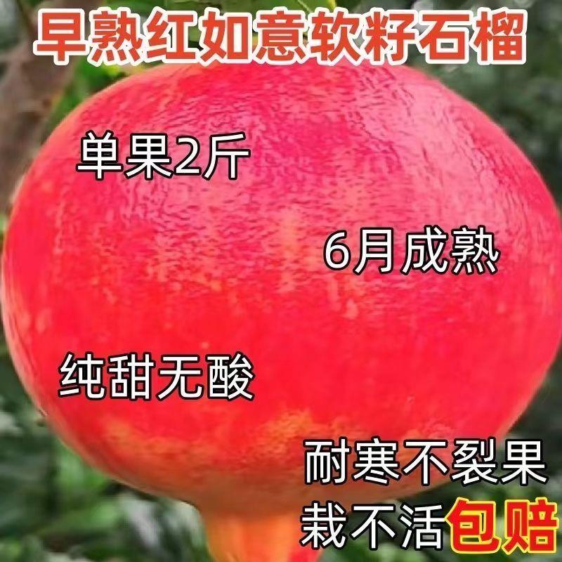 石榴苗大果无籽软树耐寒现