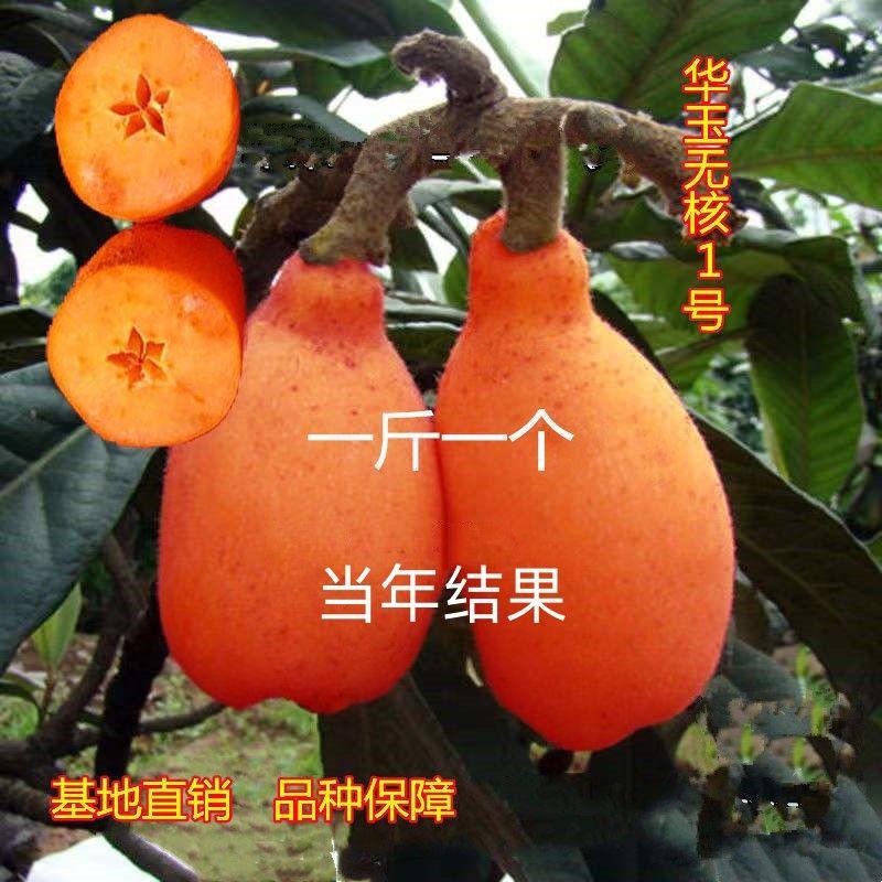 一斤一个无核枇杷果树苗
