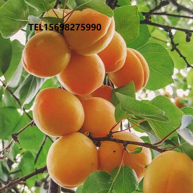 杏树新品种 荷兰香蜜杏树苗 大果型极丰产香杏子苗嫁接果树苗
