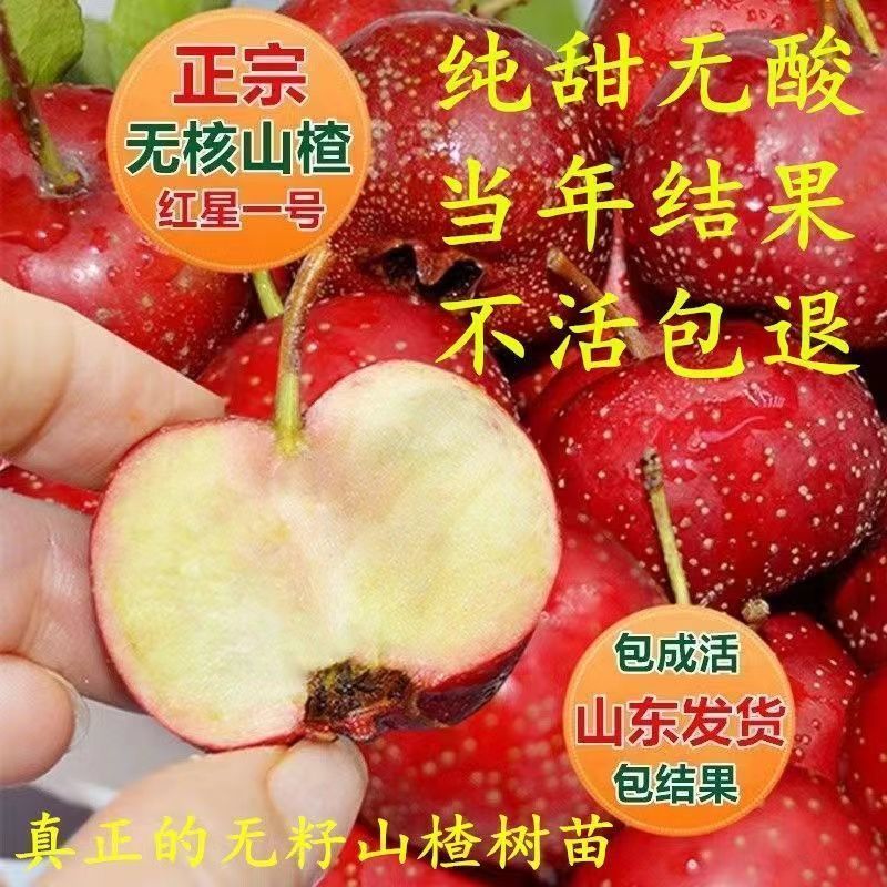 黄金山楂树苗嫁接新品无