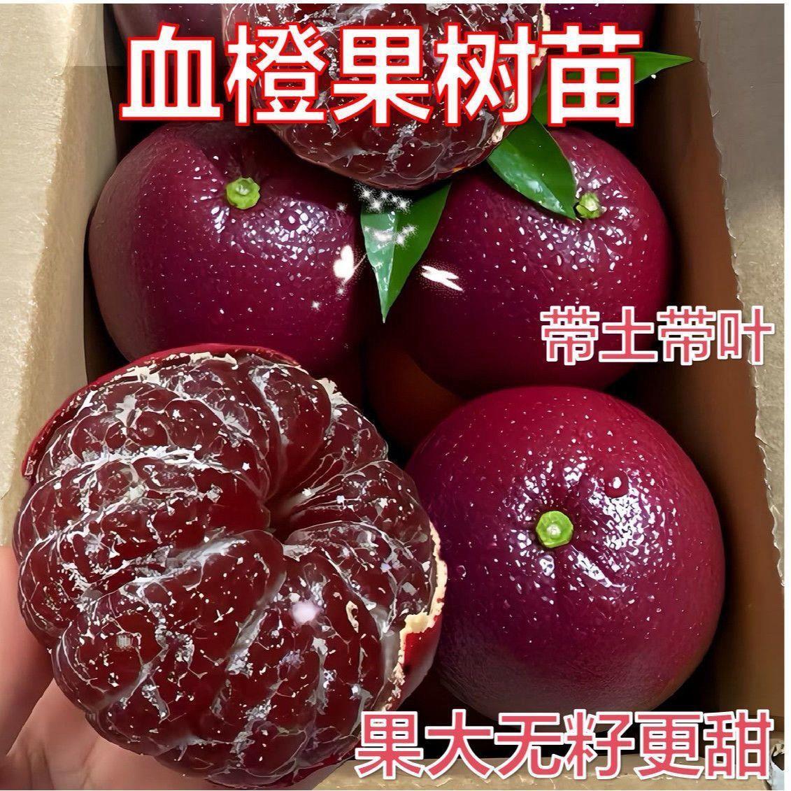 正宗新款品种果树嫁接橙红