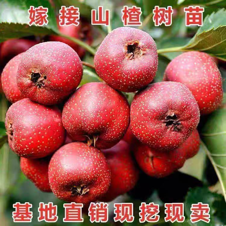 甜红子山楂树苗歪把子山楂嫁接苗大五棱山楂苗南北方种植当年结果