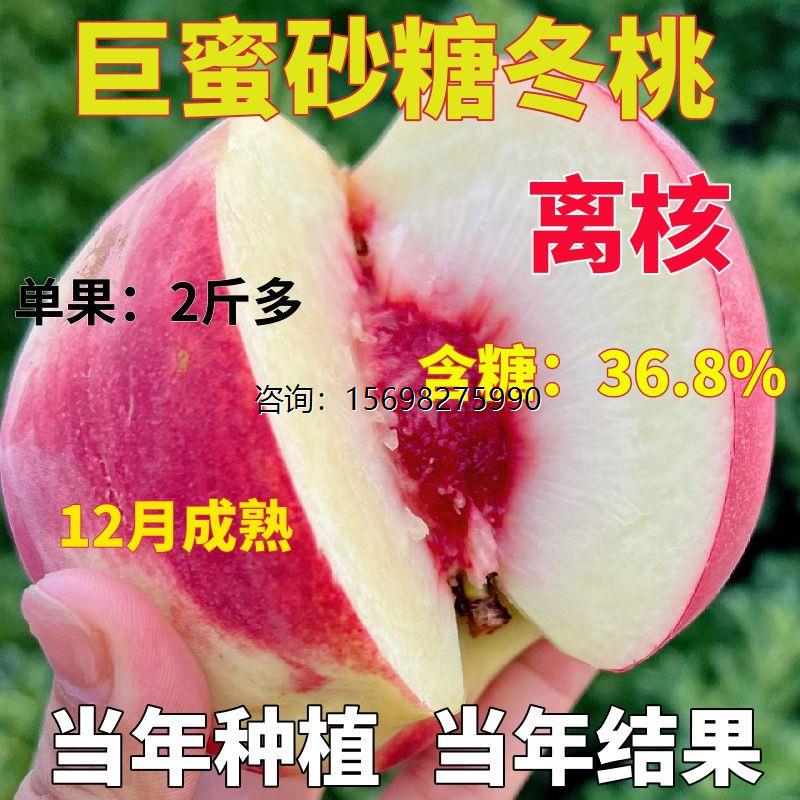 桃树树苗嫁接苗冬桃脆甜