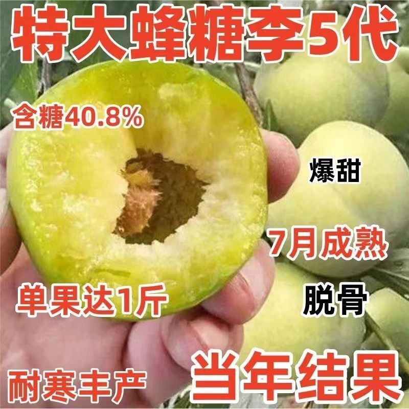 特大嫁接蜂糖五代李子树苗口感脆甜盆栽地种南北方种植李树果树苗