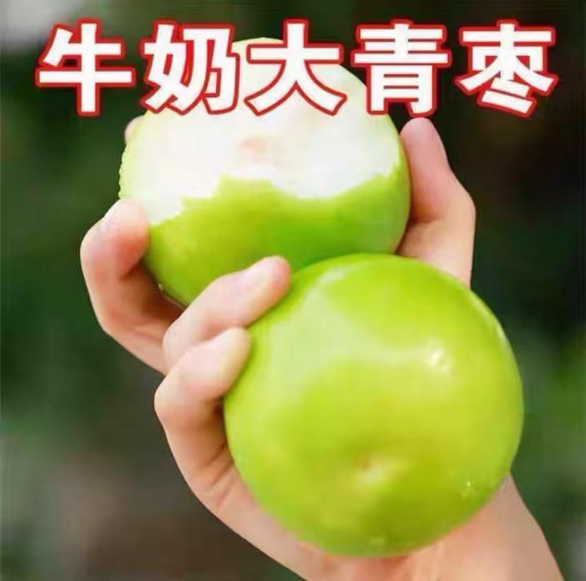 台湾大青枣树苗牛奶枣庭院盆栽果树枣树活苗果嫁接枣子苗当年结果