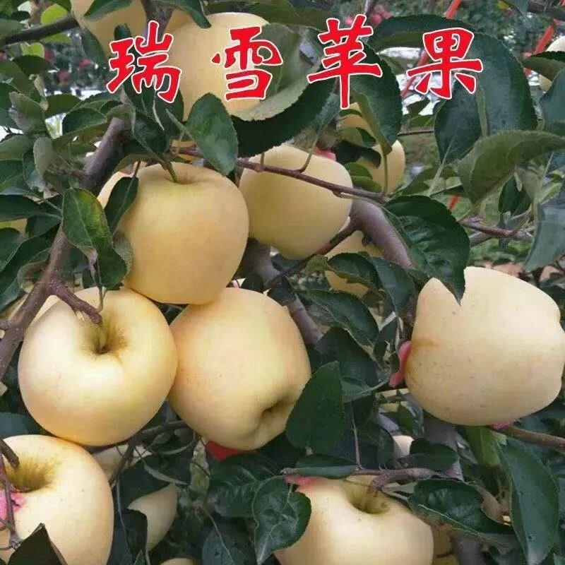 嫁接瑞雪a苹果苗瑞阳树苗
