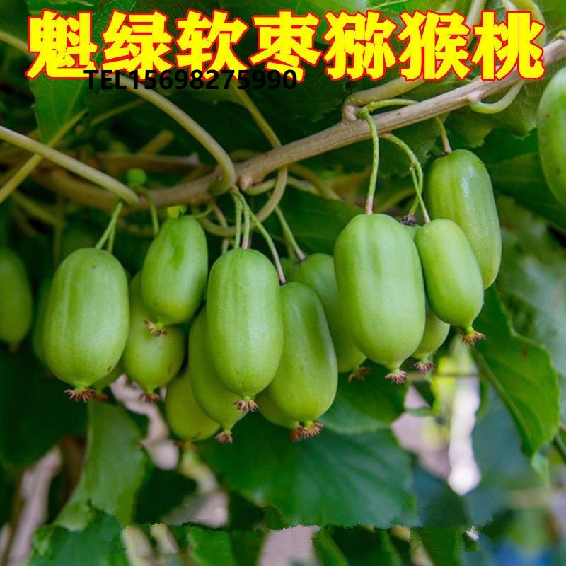 软枣猕猴桃树苗 软枣子苗 魁绿软枣猕猴桃 猕猴桃树苗 奇异果树苗