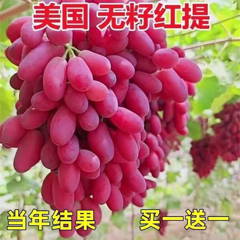 无籽红提葡萄树苗无核提