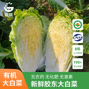 晨耕 旭耕有机胶东黄心大白菜新鲜蔬菜宝宝孕妈娃娃菜青菜3斤顺丰