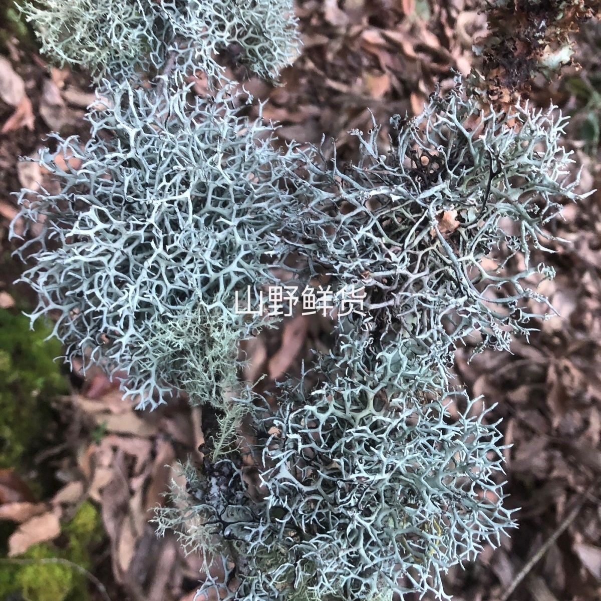 云南树花凉拌菜食用野生树花青树花菜树胡子优质纯天然新鲜树花