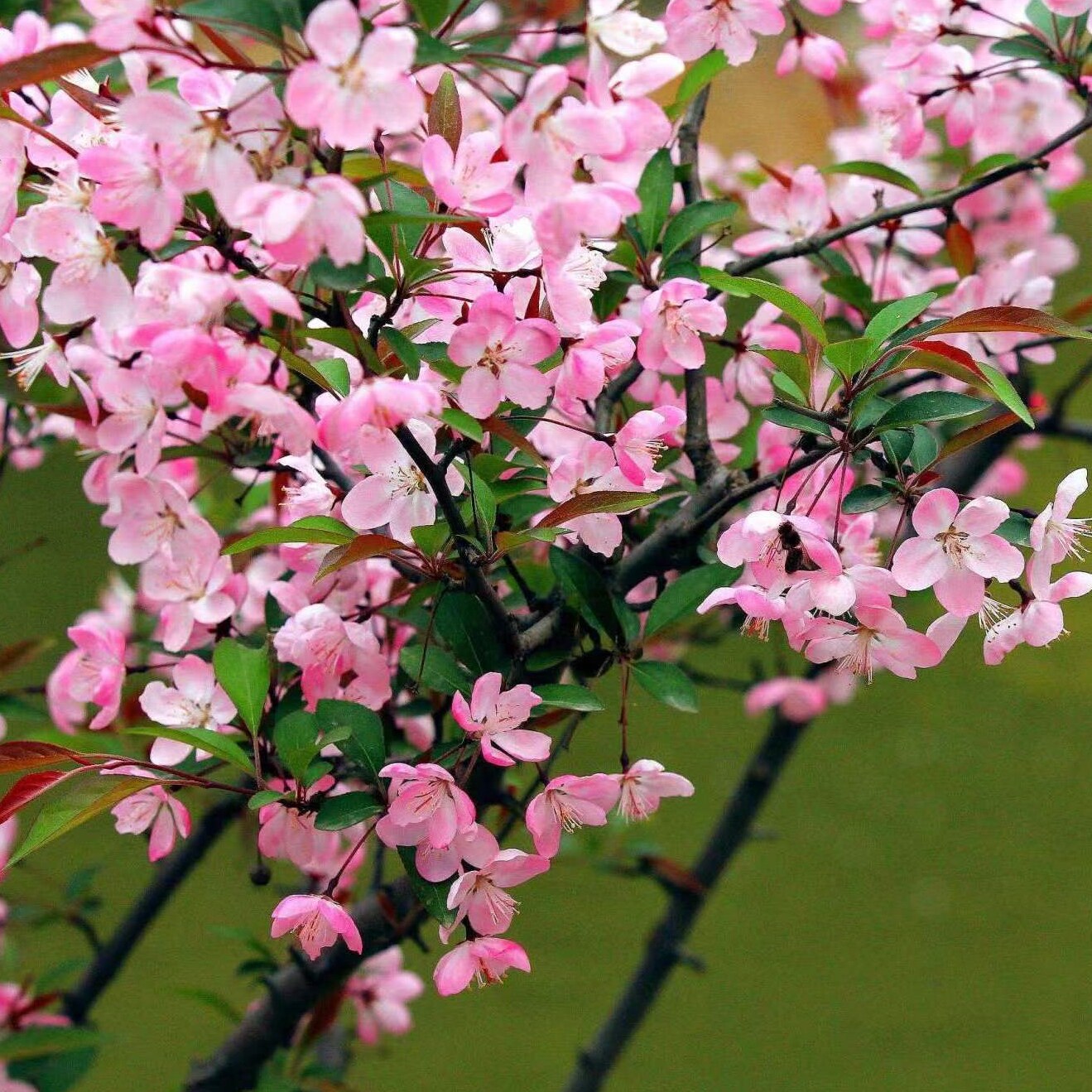海棠西府海棠垂丝海棠庭院阳台绿化工程木本花卉耐寒耐阳四季开花