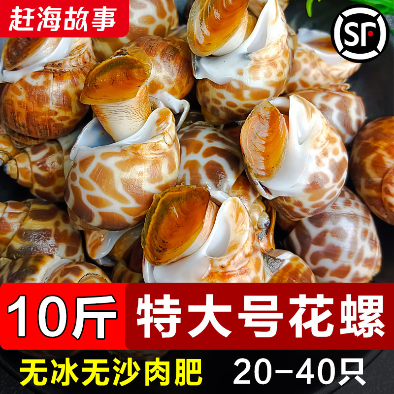 花螺鲜活新鲜海螺特大号海鲜水产鲜活鲜冻冷冻东风螺特大花螺贝类