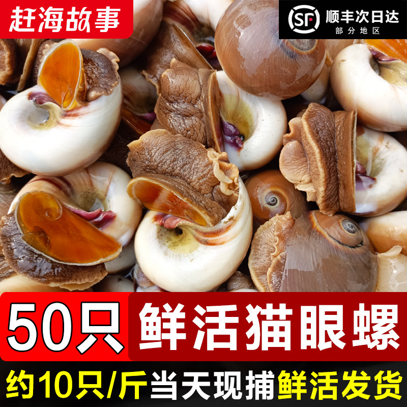 鲜活猫眼螺新鲜海螺大沙螺沙乌红香螺玉螺肉海鲜贝类海螺海鲜水产