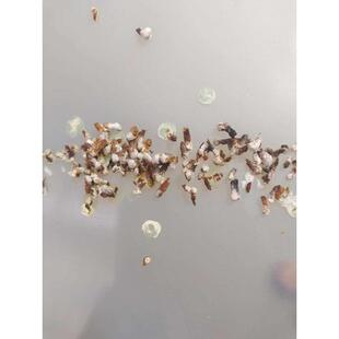 纯手工颗粒绣眼鸟食饲料一年四季通用绣眼鸟食暗绿绣眼红涛鸟食