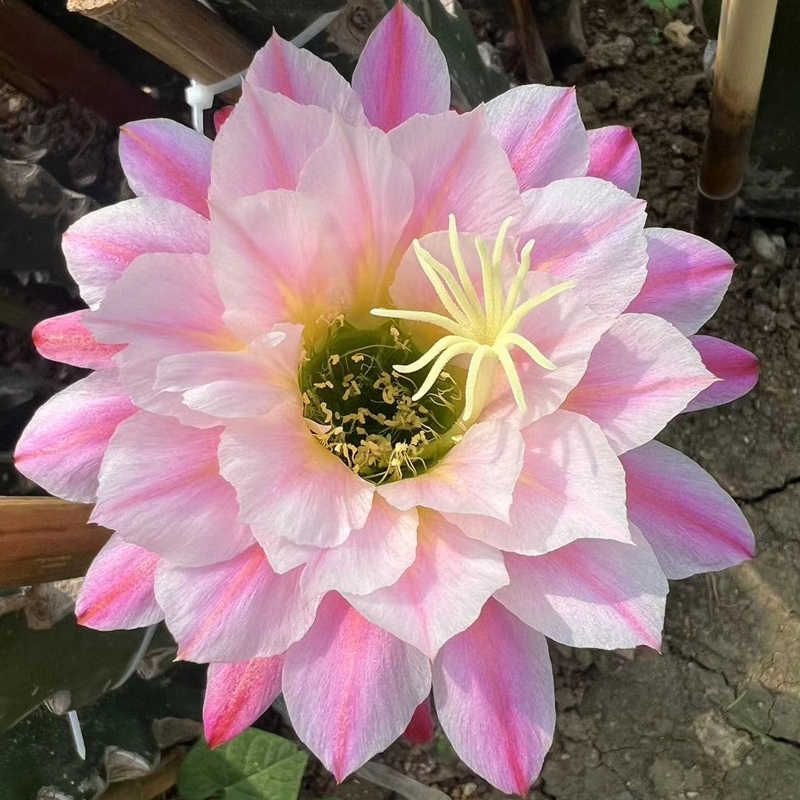 【曙光】毛花柱仙人球经典品种仙人掌多肉植物盆栽阳台庭院花卉
