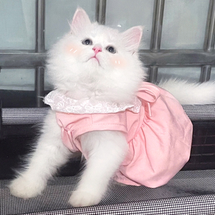 薄款 夏天宠物猫咪衣服可爱ins公主风裙子夏季 防掉毛幼猫狗连衣裙