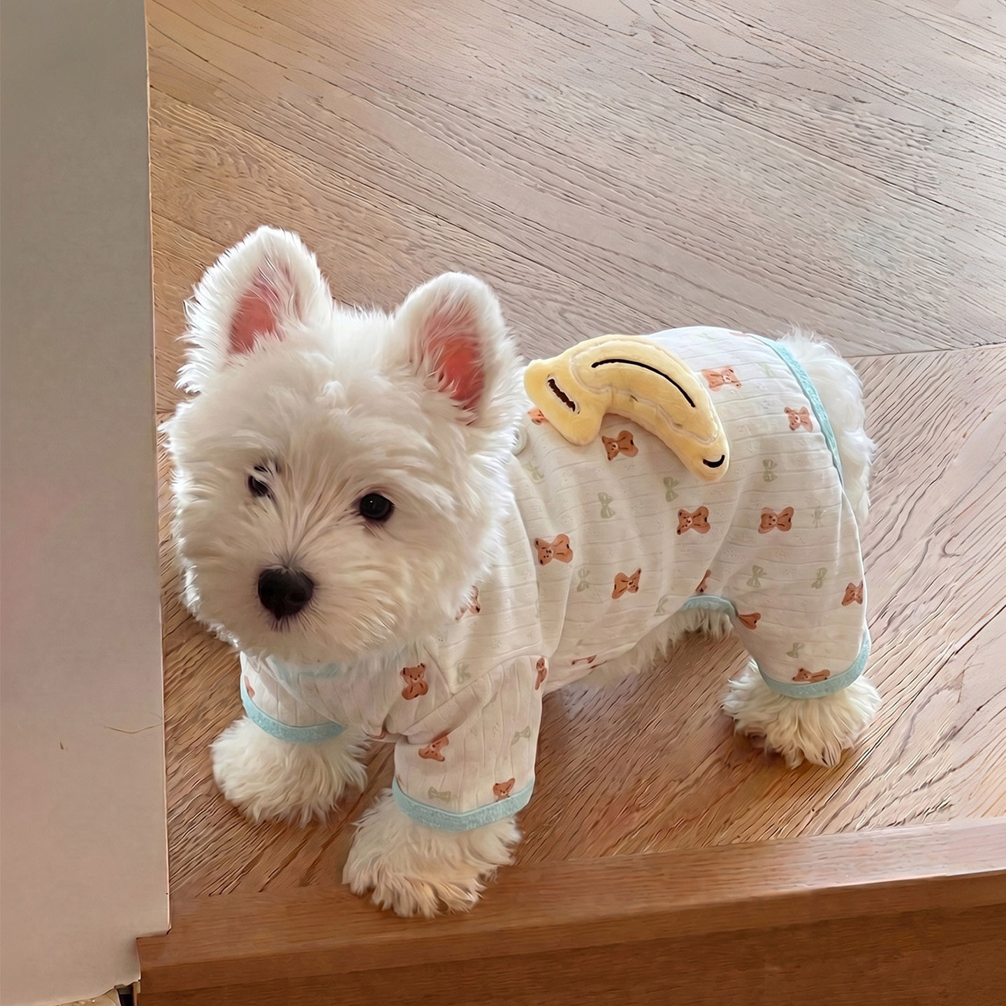 春秋薄款透气四脚可牵引狗狗衣服图片