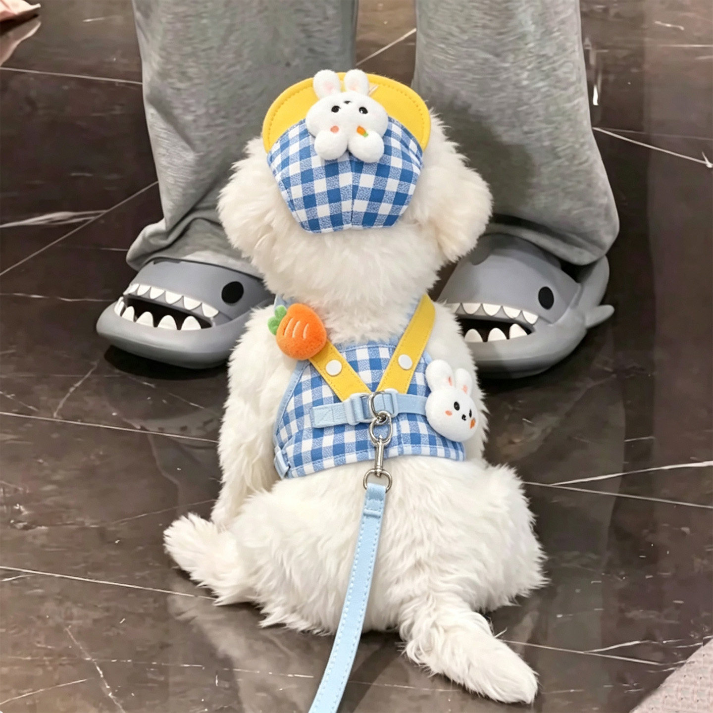 狗狗胸背牵引绳可伸缩带帽子中小型犬泰迪比熊博美遛狗绳狗牵引绳图片