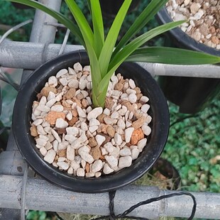 极速浙江兰农翠花四季兰(建G兰),易花名品大唐宫粉