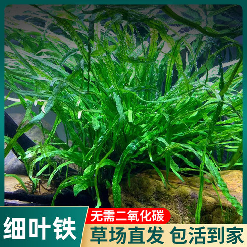 极速丹麦细叶铁皇冠鱼缸水草植物z中后景草ADA叉叶铁阴性活体造景