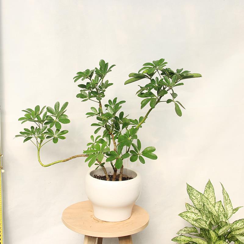 鸭脚木一物一拍木本耐旱易活植物桌面盆景北欧艺境绿植阳台有造型