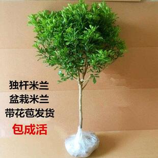 米兰花盆栽四季开花浓香型花卉庭院室内花卉好养独杆老桩盆景包邮