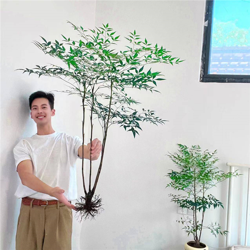 南天竹水培盆栽绿植火焰红室内带根树苗客厅办公室盆景水养花卉