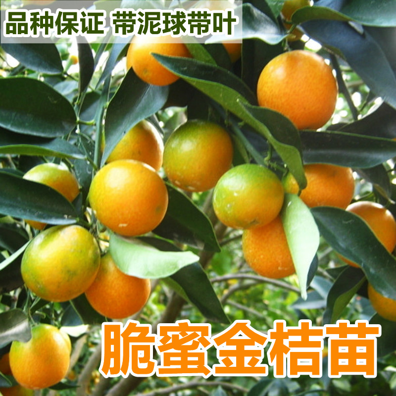 脆蜜金桔苗融安滑皮果树四