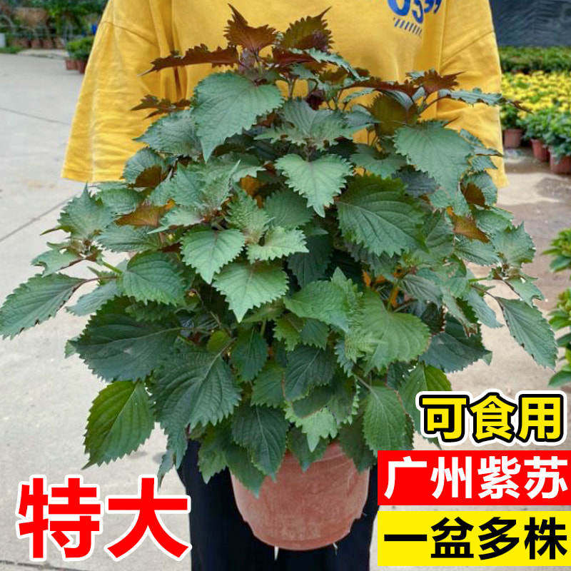 紫苏盆栽可食用新鲜苏子叶迷迭香草料阳台庭院蔬菜种子九层塔绿植