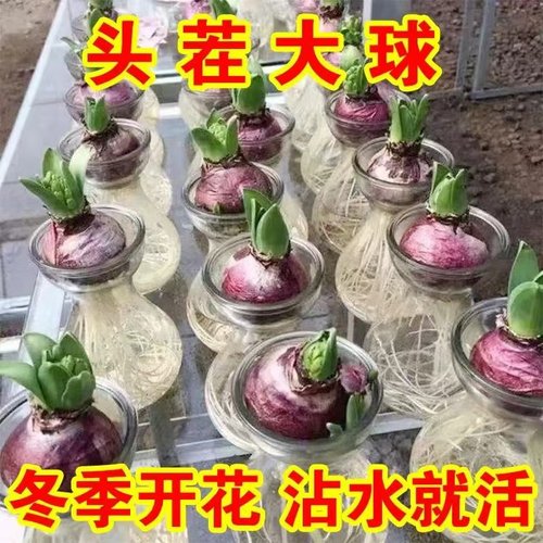 水培风信子种球室内庭院四