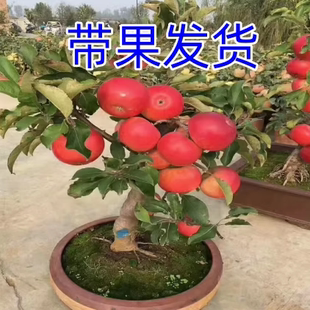 矮化盆栽苹果树果苗地栽室内南北方种植冰糖心苹果树苗当年结果苗