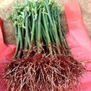 蔷薇花苗爬藤玫瑰四季 15颗月季 开花阳台盆栽藤本云南 昆明直发