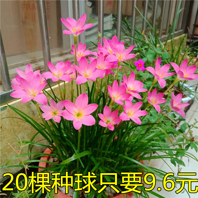 葱兰韭风雨种球花苗易开盆