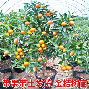 脆皮金桔带果发货盆栽树苗四季 果树可食用橘子苗脆皮金橘室内常绿