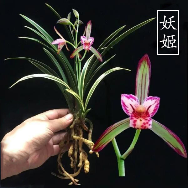 建兰名品【妖姬】浓香型矮