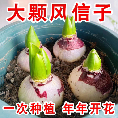 荷兰进口风信子种球水培花