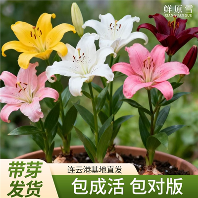 进口重瓣香水百合花种球四