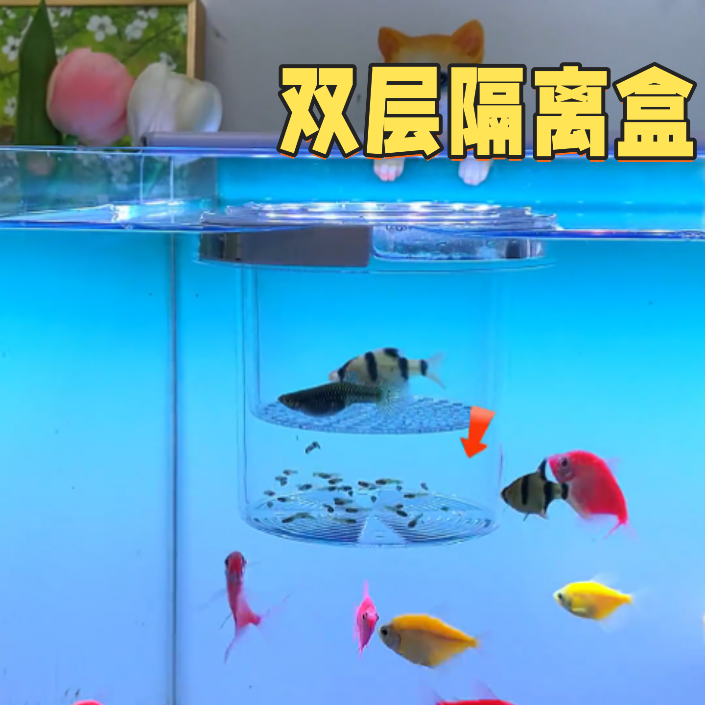 孔雀鱼隔离繁殖盒鱼缸隔离盒孔雀鱼幼鱼躲避屋鱼卵鱼苗繁殖孵化盒