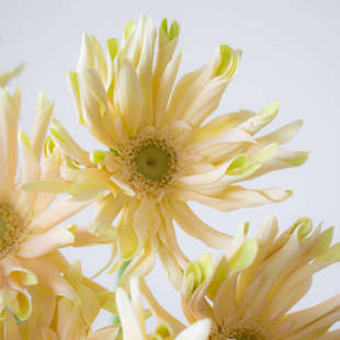 弗朗花鲜花花束云南直发爱必达扶郎花水培插花拉丝非洲菊鲜切花