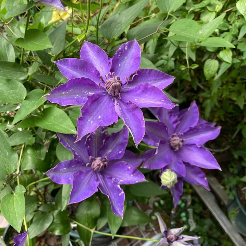 紫光铁线莲花苗盆栽爬藤植物小中大苗重瓣藤本大花庭院爬藤花卉