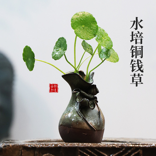 镜面草盆栽铜钱草书房绿植室内盆景办公室客厅阳台水培植物好养