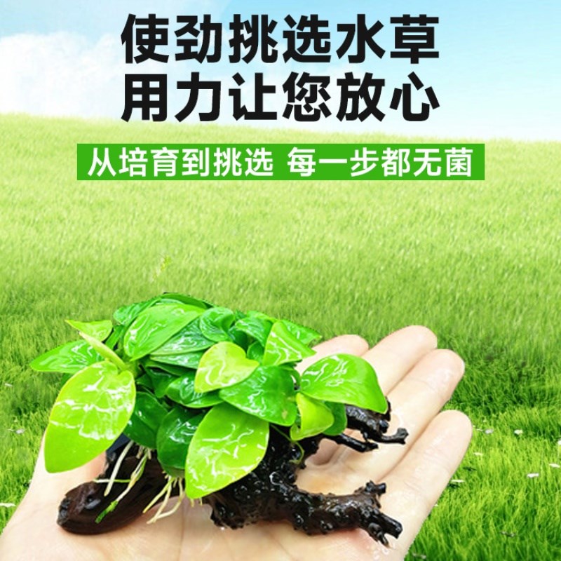 水培水榕鱼缸造景树溪流缸沉木鱼池水生好养植物绿植水草水养草缸