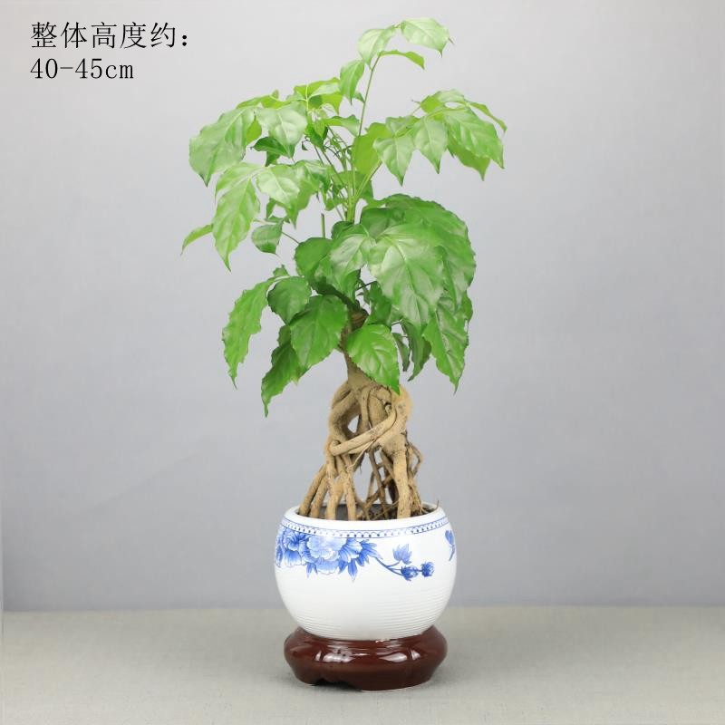 幸福树盆栽 室内植物花卉 根绿宝树四季常青提老桩盆景客厅发财树