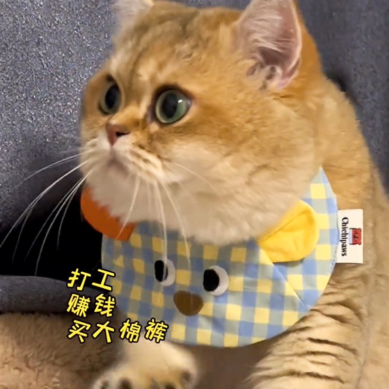 极速宠物猫咪围脖狗狗围兜口水巾围D领装饰项圈金渐层小型犬猫可